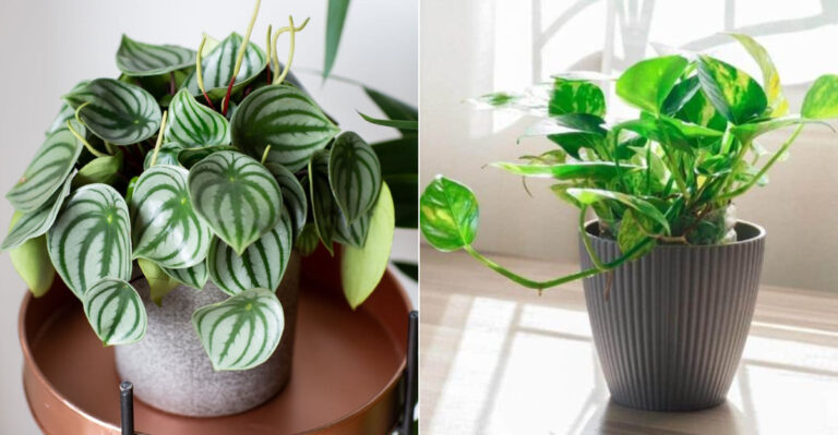 10 ‘Low-Light’ Houseplants That Secretly Hate Your Dark Apartment