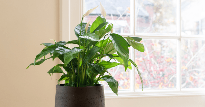 Peace Lily (Spathiphyllum)