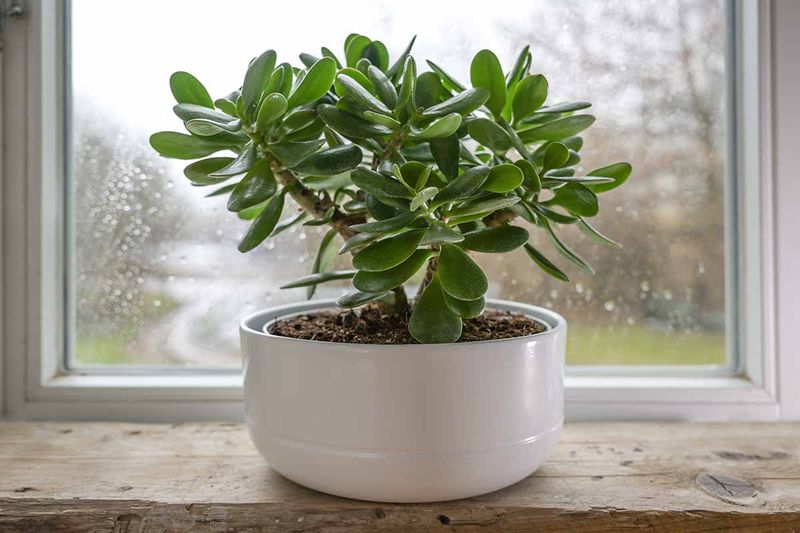 Jade Plant