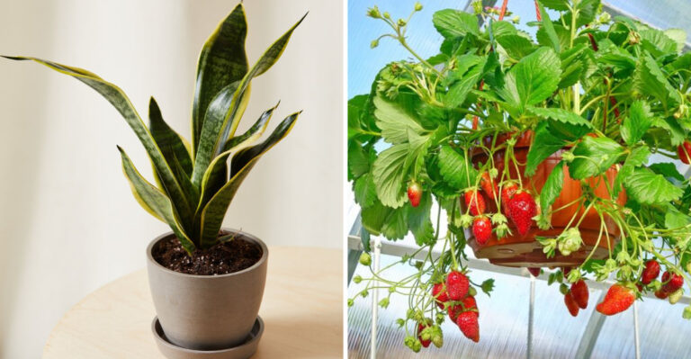 11 Container Plants That Survive Two Weeks Without Water (And 9 You’ll Need to Water Daily)