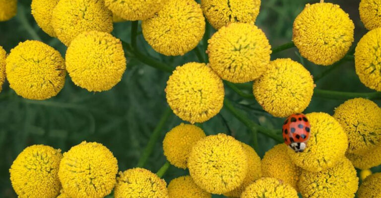 12 Companion Plants That Will Make The Apple Trees In Your Yard Thrive