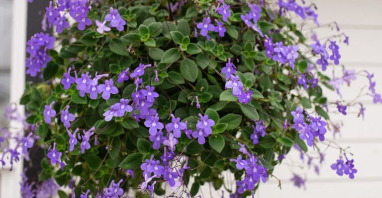 12 Easy Tricks to Keep Your Hanging Baskets Blooming All Summer Long