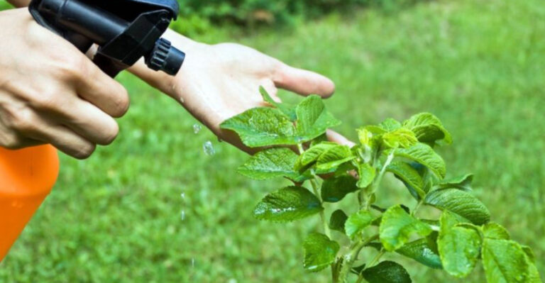 12 Easy Ways to Garden Organically (And 5 “Eco-Friendly” Products That Are Scams)
