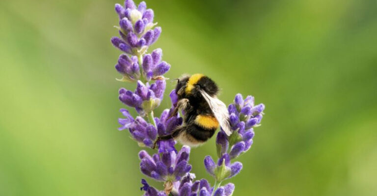 12 Gardening Mistakes You Don’t Realize Are Slowly Killing Your Plants and 8 Tips To Do Instead