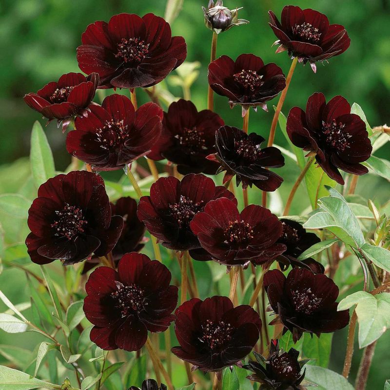 Chocolate Cosmos