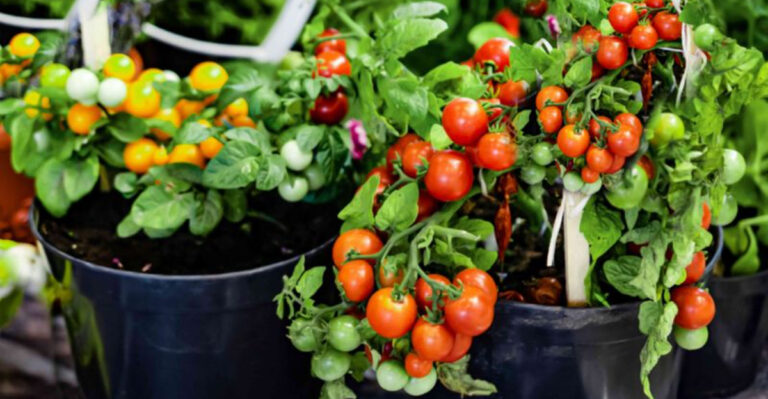 12 High-Yield Vegetables Perfect for Container Gardening