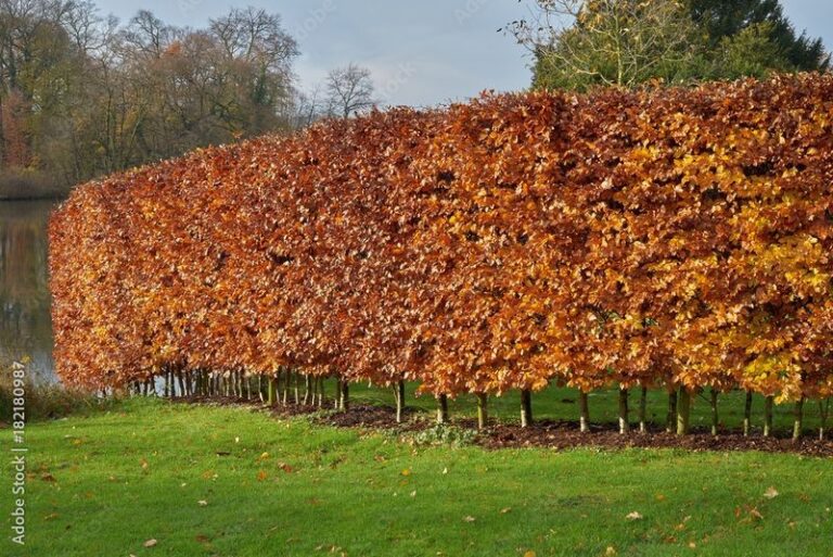 12 Living Fences and Natural Borders: Beautiful Alternatives to Wood ...