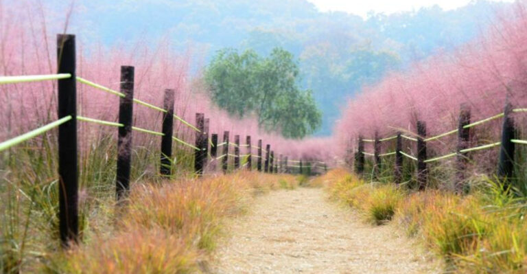 12 Living Fences and Natural Borders: Beautiful Alternatives to Wood and Wire