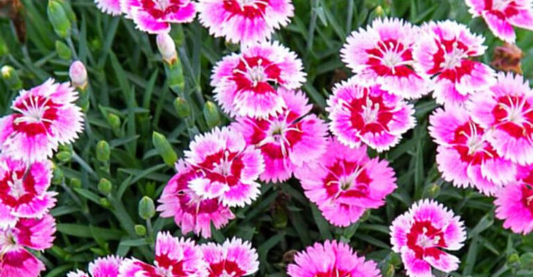 12 Perfect Plants for Edging Garden Borders (And 3 You’ll Regret Planting)