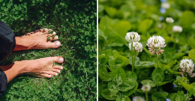 12 Perks of Growing Clover Instead of Grass in Your Yard
