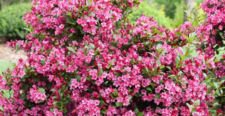 12 Plants Landscaping Pros Say Are Ruining Your Garden and 12 to Use Instead