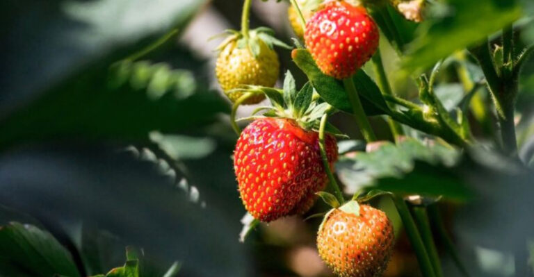 12 Proven Techniques to Grow Juicy, Flavorful Strawberries