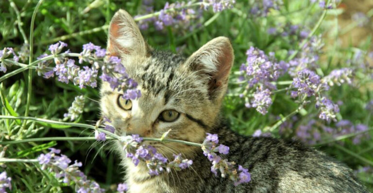 12 Proven Ways to Protect Your Garden from Curious Cats (+ 3 Common Mistakes to Avoid)
