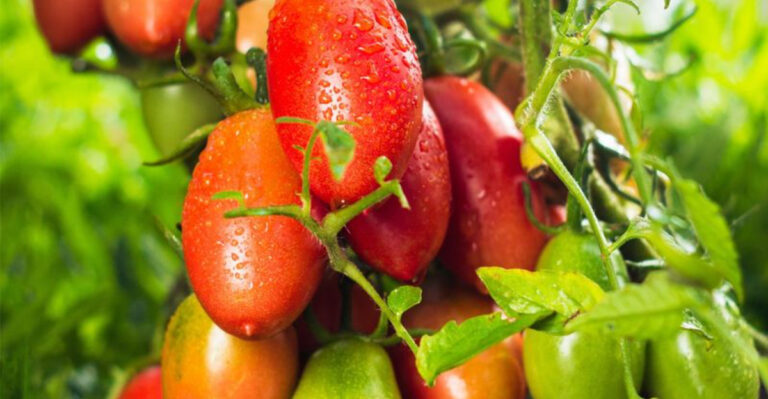 12 Secrets the Amish Use to Grow Enormous, Chemical-Free Tomatoes