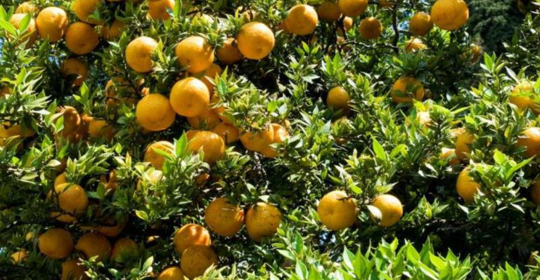 12 Unique Citrus Fruits You’ve Probably Never Tasted