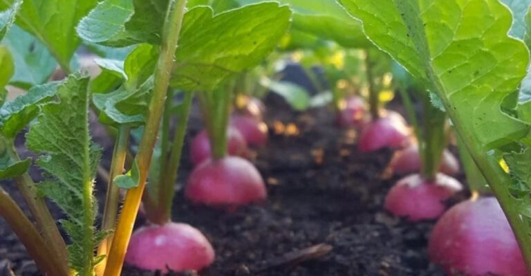 12 Vegetables You Can Still Plant in May (And 12 That Won’t Make It Before Fall)