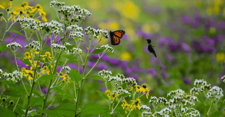 12 Ways No Mow May Really Helps Pollinators Thrive