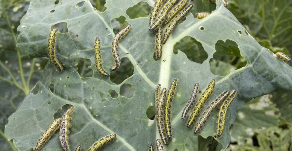 13 Cheap and Easy Ways to Get Rid of Caterpillars for Good