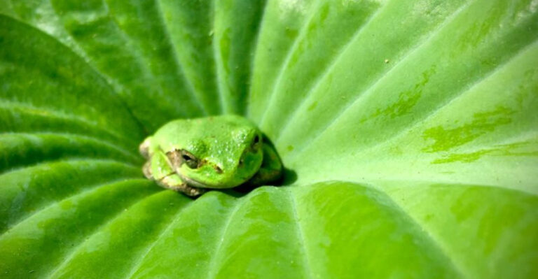 13 Plants That Attract Frogs (Nature’s Pest Patrol!)