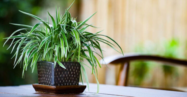 14 Best Houseplants You Can Water With Just an Ice Cube