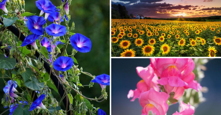 14 “Cut-and-Come-Again” Flowers That Actually Don’t Come Back