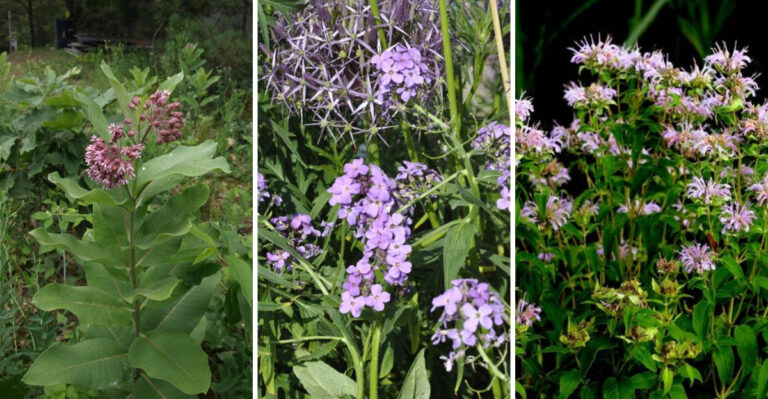14 Plants That Invite Fireflies into Your Garden