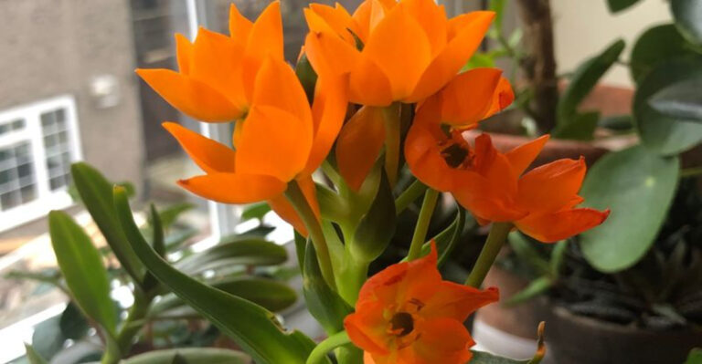 15 Amazing Orange Houseplants You Can Grow