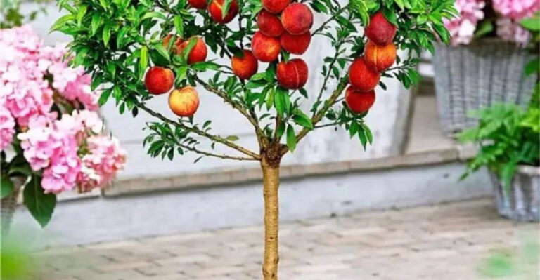 15 Best Fruits to Grow in Containers on Your Balcony