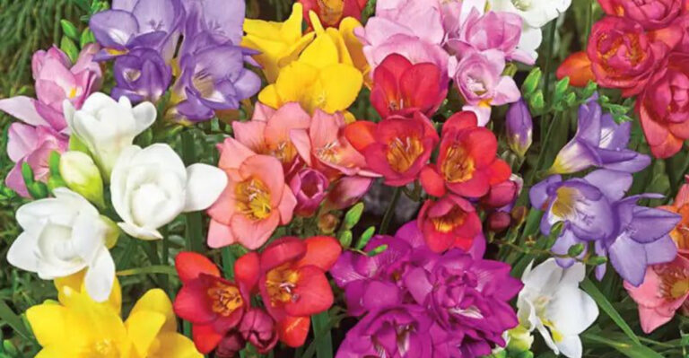15 Bulbs You Can Plant in May for Summer Blooms (And 6 That Won’t Bloom Until Next Year)