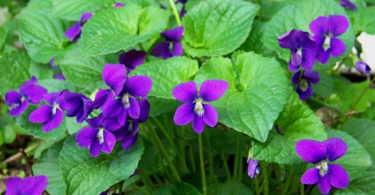 15 Common “Weeds” That Are More Valuable Than You Think