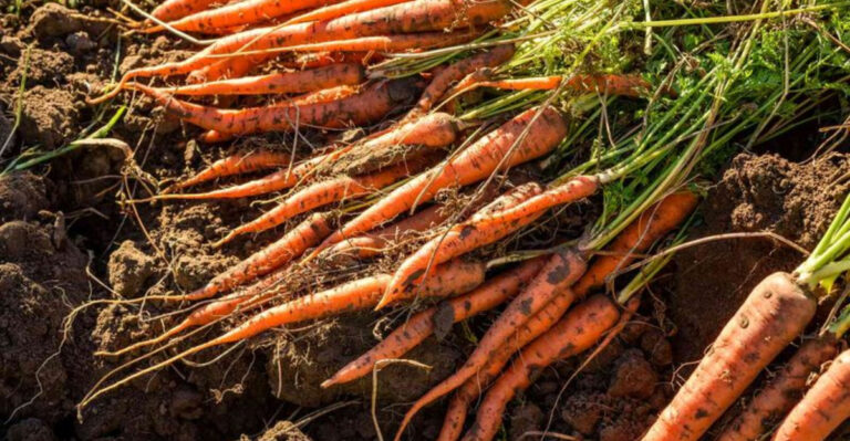 15 Companion Plants for Zucchini—and 5 to Keep Separate—for the Ultimate Summer Harvest