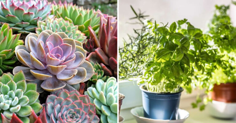 15 Easiest Plants to Grow in an Apartment Window