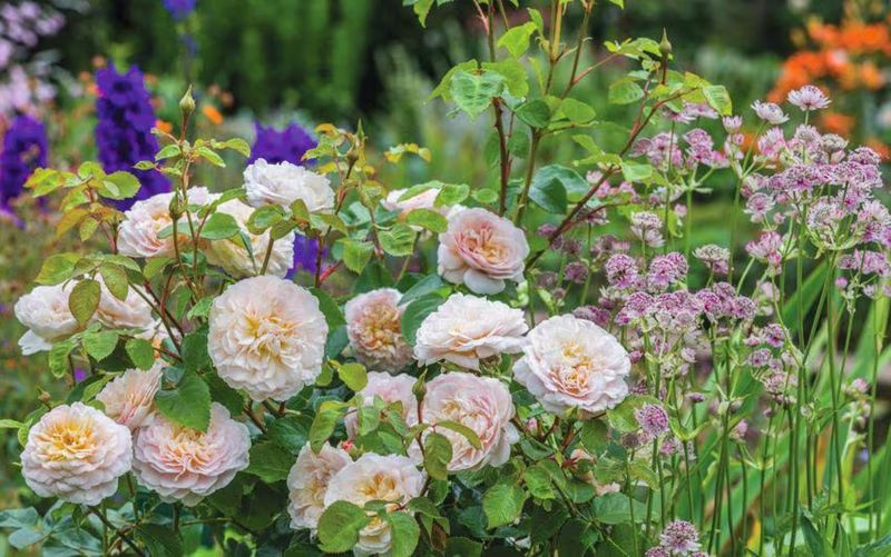 English Roses (David Austin Roses)