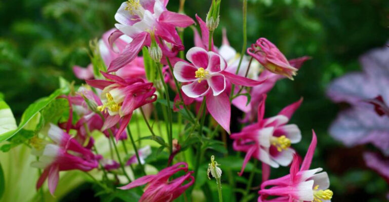 15 Elegant Plants That Create That Dreamy English Garden Look