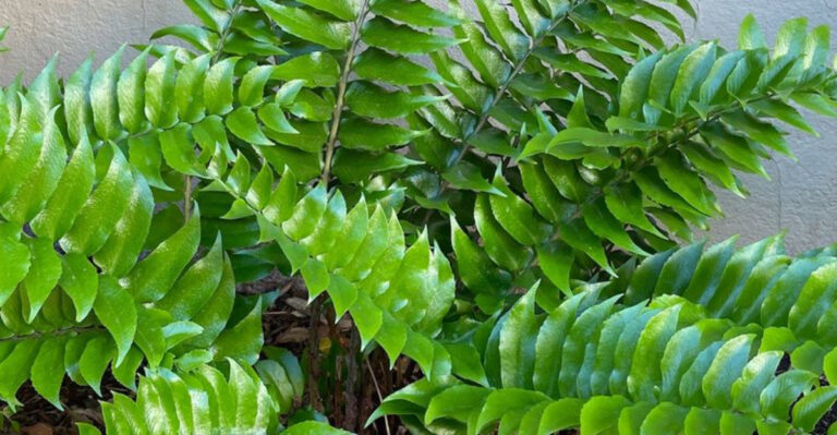 15 Ferns That Could Make The Perfect Houseplant