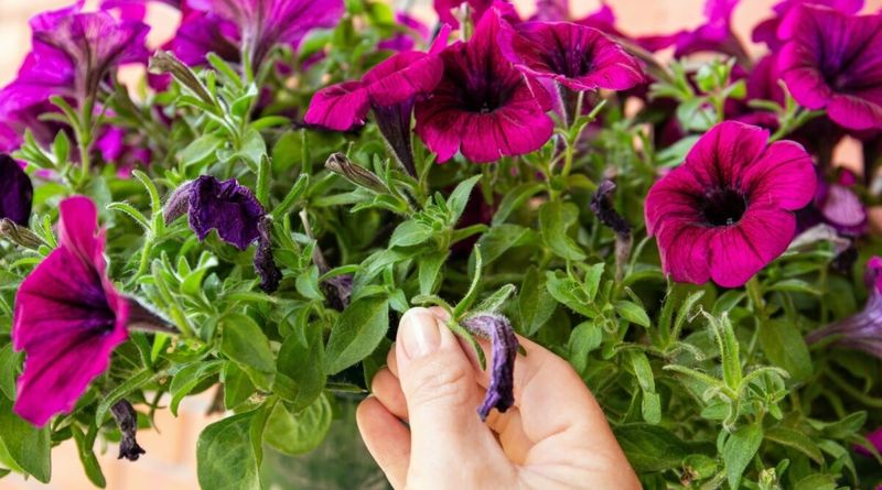 Petunias (Petunia)