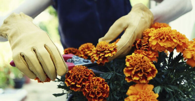 15 Flowers That You Need To Deadhead For Better Blooms