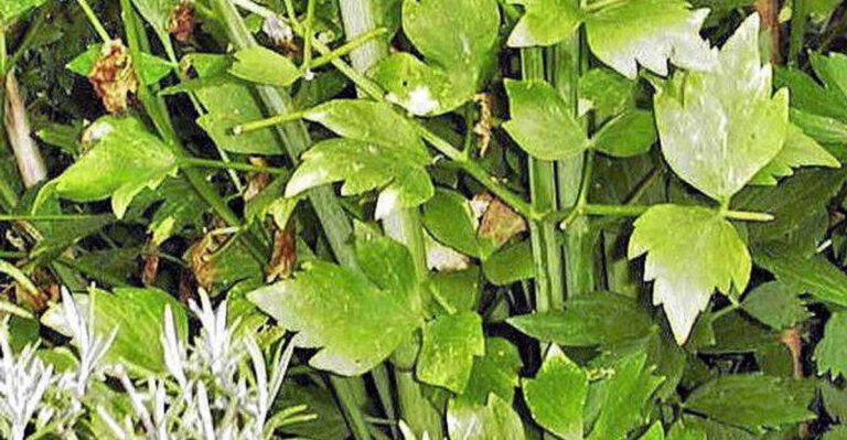 15 Forgotten Vegetables Medieval Farmers Grew That NEED to Come Back