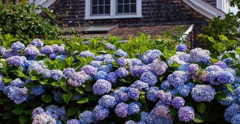 15 Gorgeous Flowering Shrubs That Thrive In The Shade