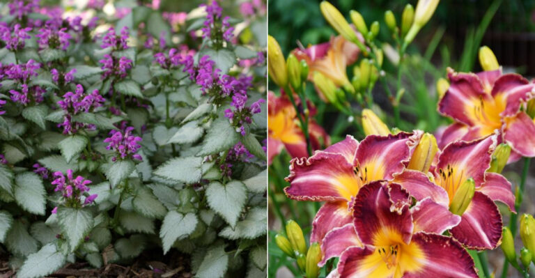 15 Gorgeous Perennials That Take Over Empty Garden Spaces Like Magic