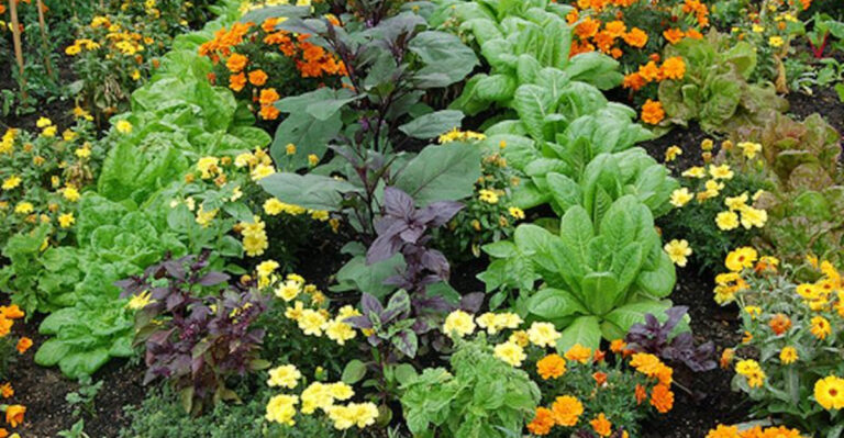 15 Hidden Companion Planting Pitfalls That Are Killing Your Crops