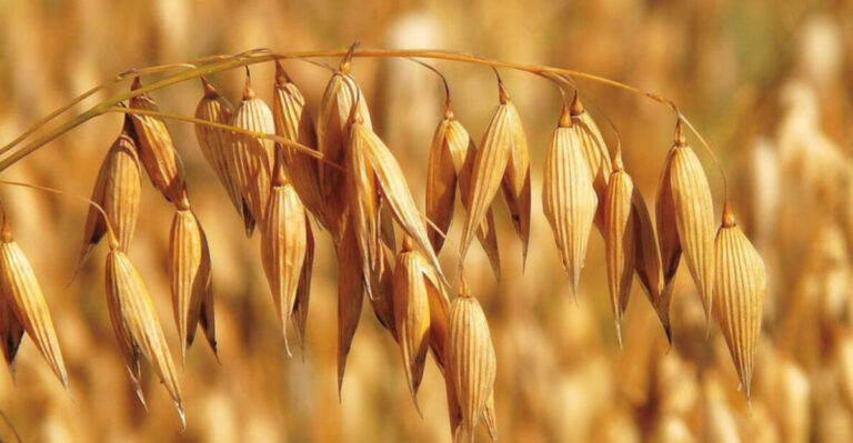 15 High-Calorie Crops Every Prepper Should Grow