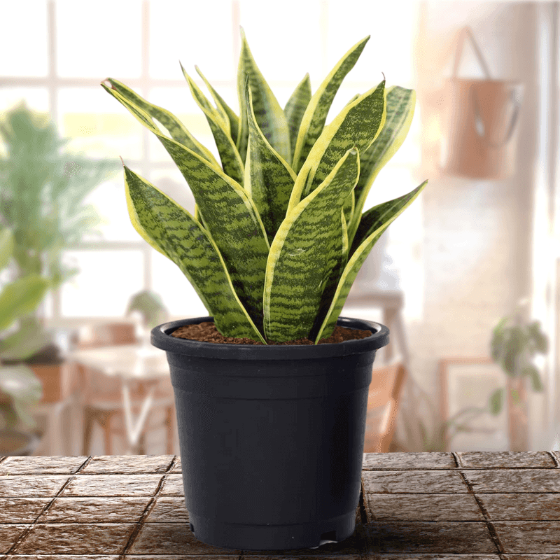 Snake Plant