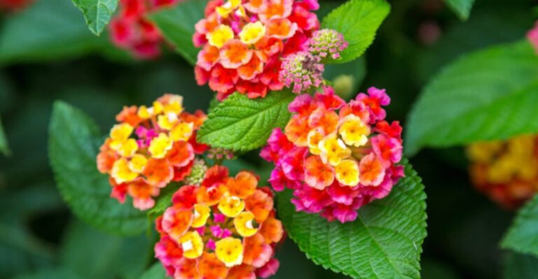 15 Lantana Varieties That Flower Continuously in Warm Weather