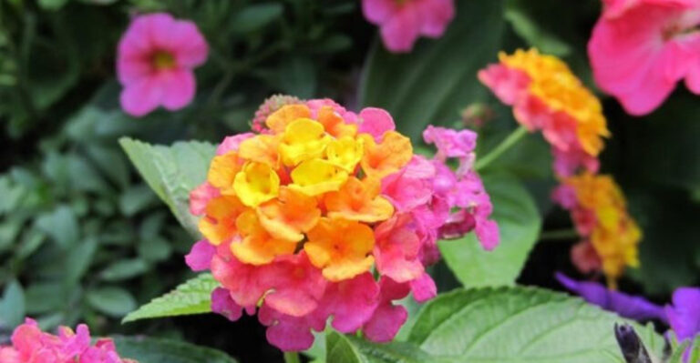 15 Lantana Varieties That Keep Bursting With Color All Summer Long
