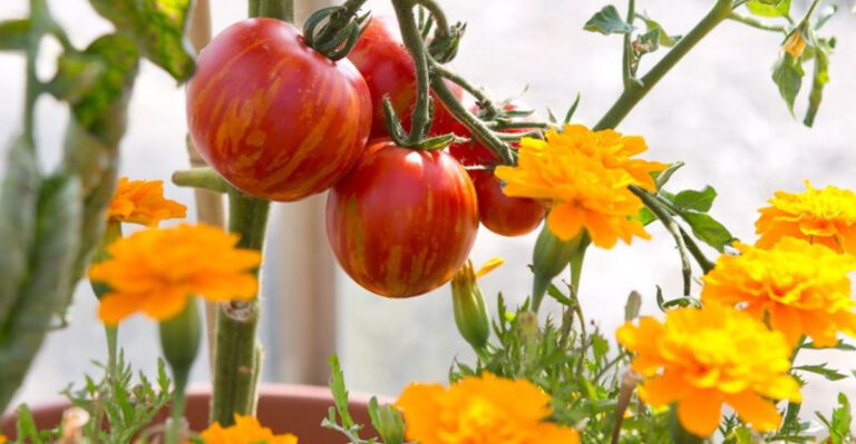 15 Natural Pest Control Tricks That Actually Work (And 5 Useless Home Remedies)