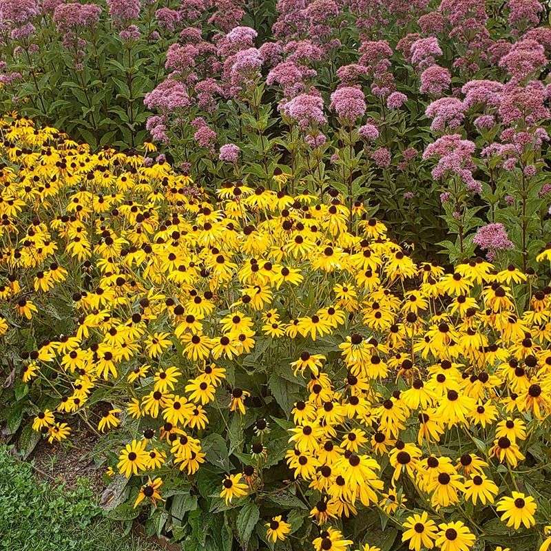 Black-Eyed Susan (Rudbeckia)