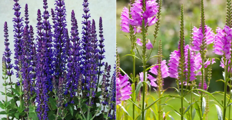 15 Perennials That Come Back Stronger Every Year (And 5 Invasive Ones to Avoid)