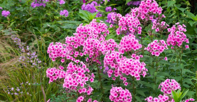 15 Perennials That Thrive When Divided and 5 You Should Never Split