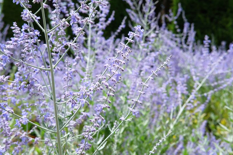 Russian Sage (Perovskia atriplicifolia)